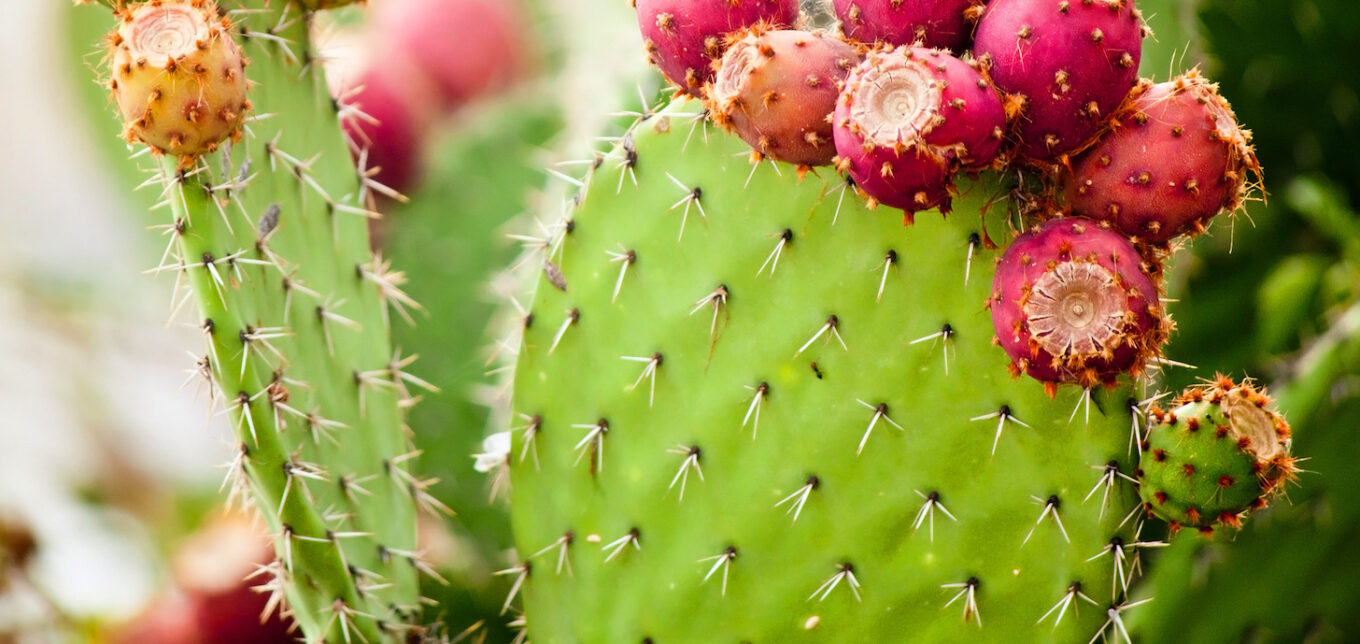 How to Propagate a Prickly Pear Cactus  Mother Earth News